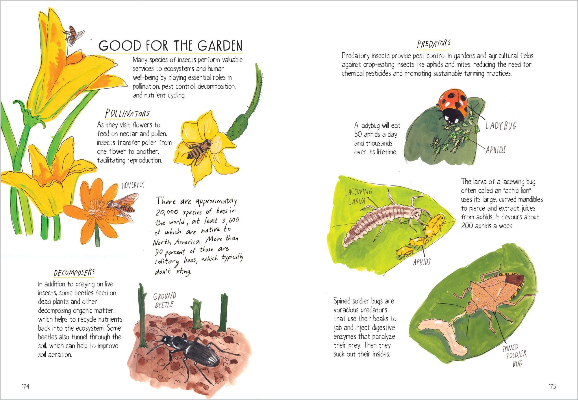 Insect Anatomy: The Curious World of Bees, Beetles, Butterflies, and Bugs