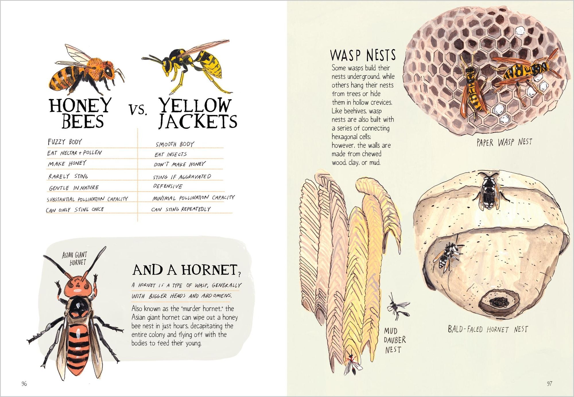 Insect Anatomy: The Curious World of Bees, Beetles, Butterflies, and Bugs