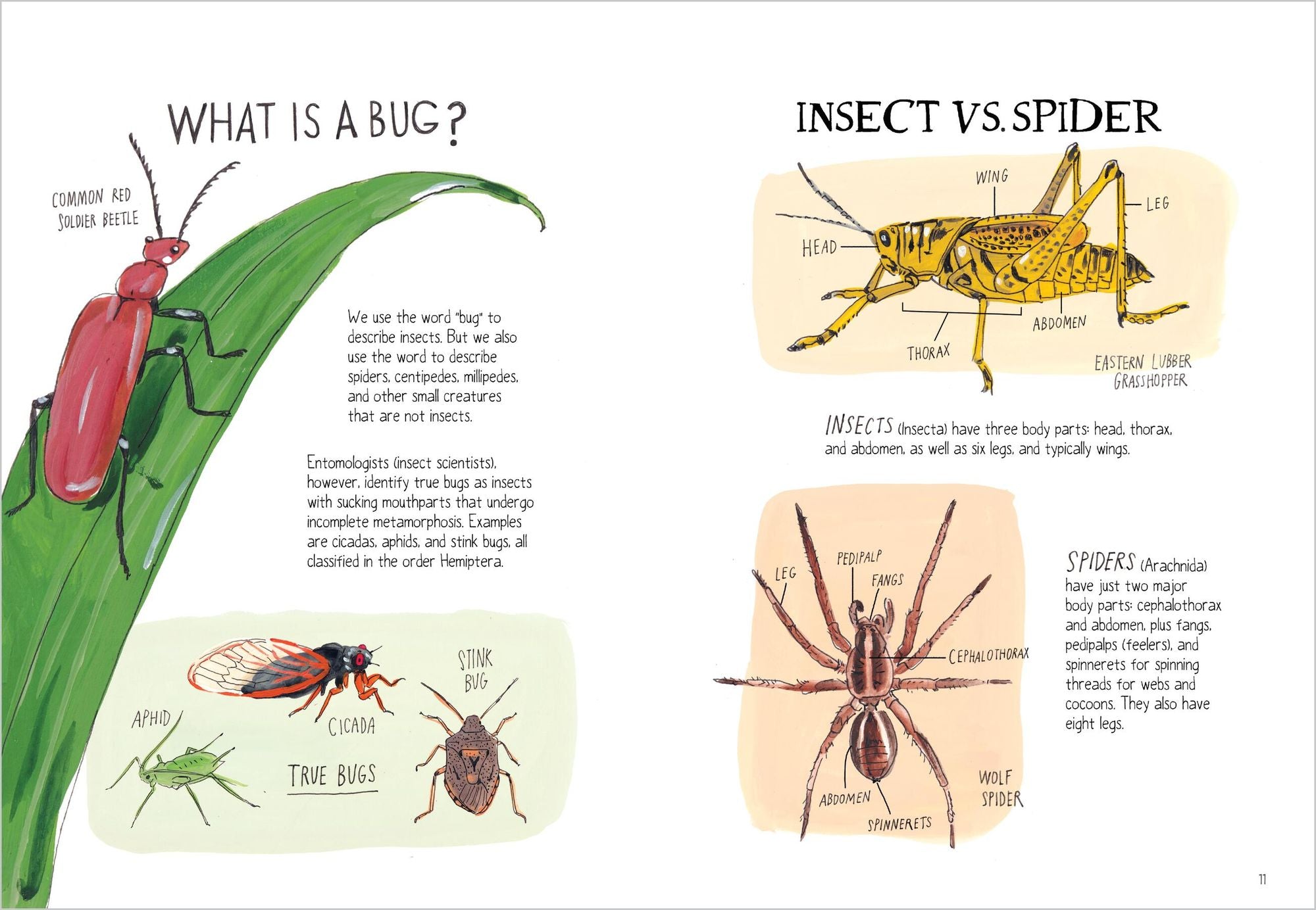 Insect Anatomy: The Curious World of Bees, Beetles, Butterflies, and Bugs