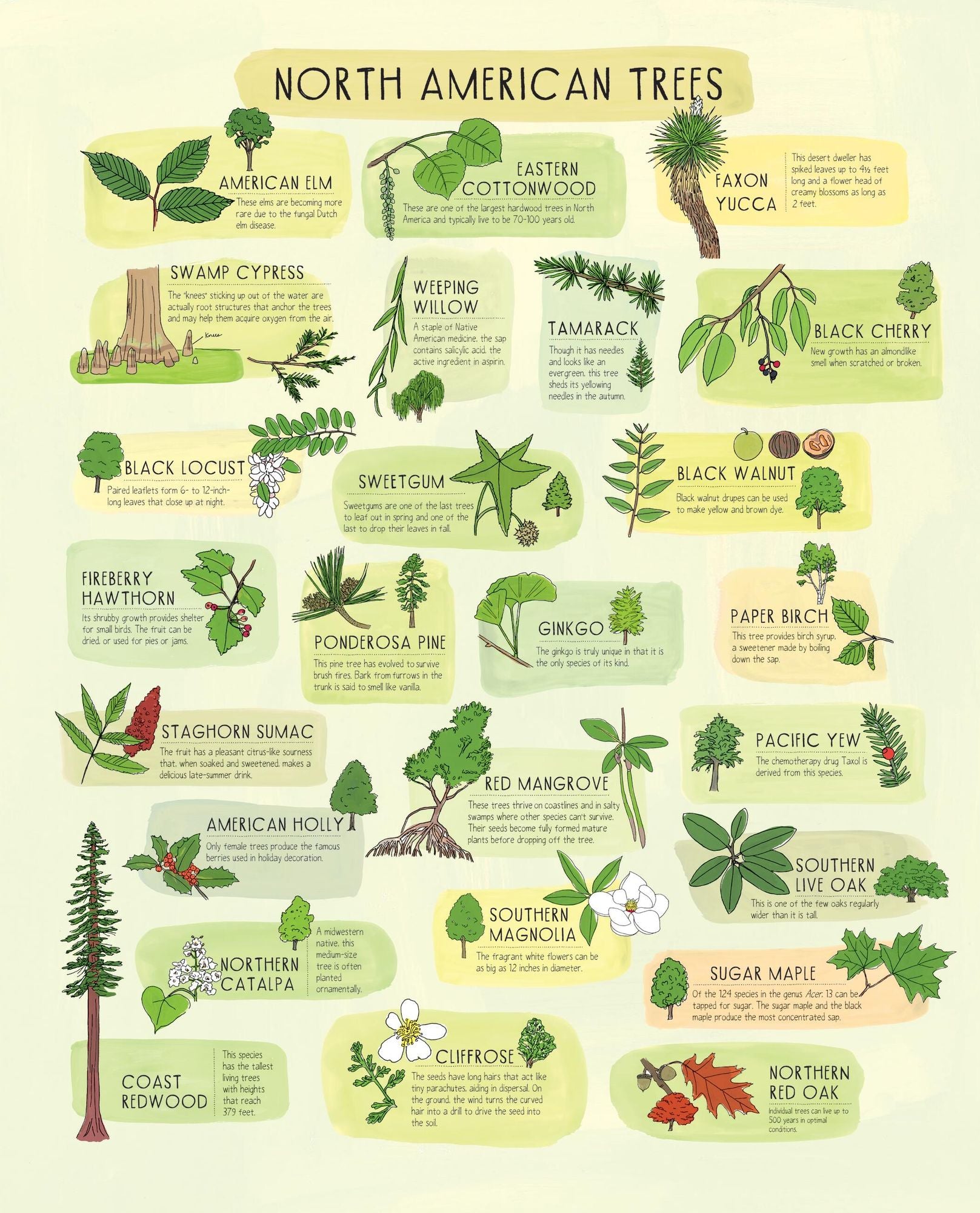 Nature Anatomy Posters: 28 Pull-Out Prints That Celebrate the Wonders of the Natural World