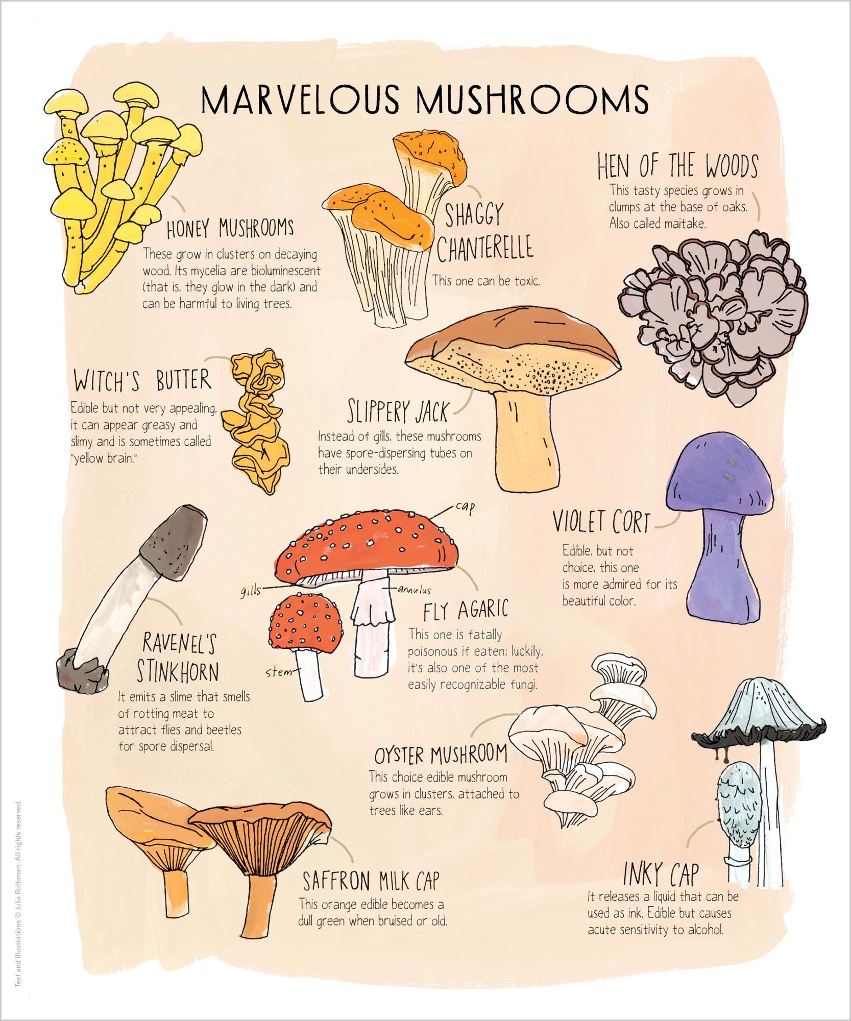 Nature Anatomy Posters: 28 Pull-Out Prints That Celebrate the Wonders of the Natural World