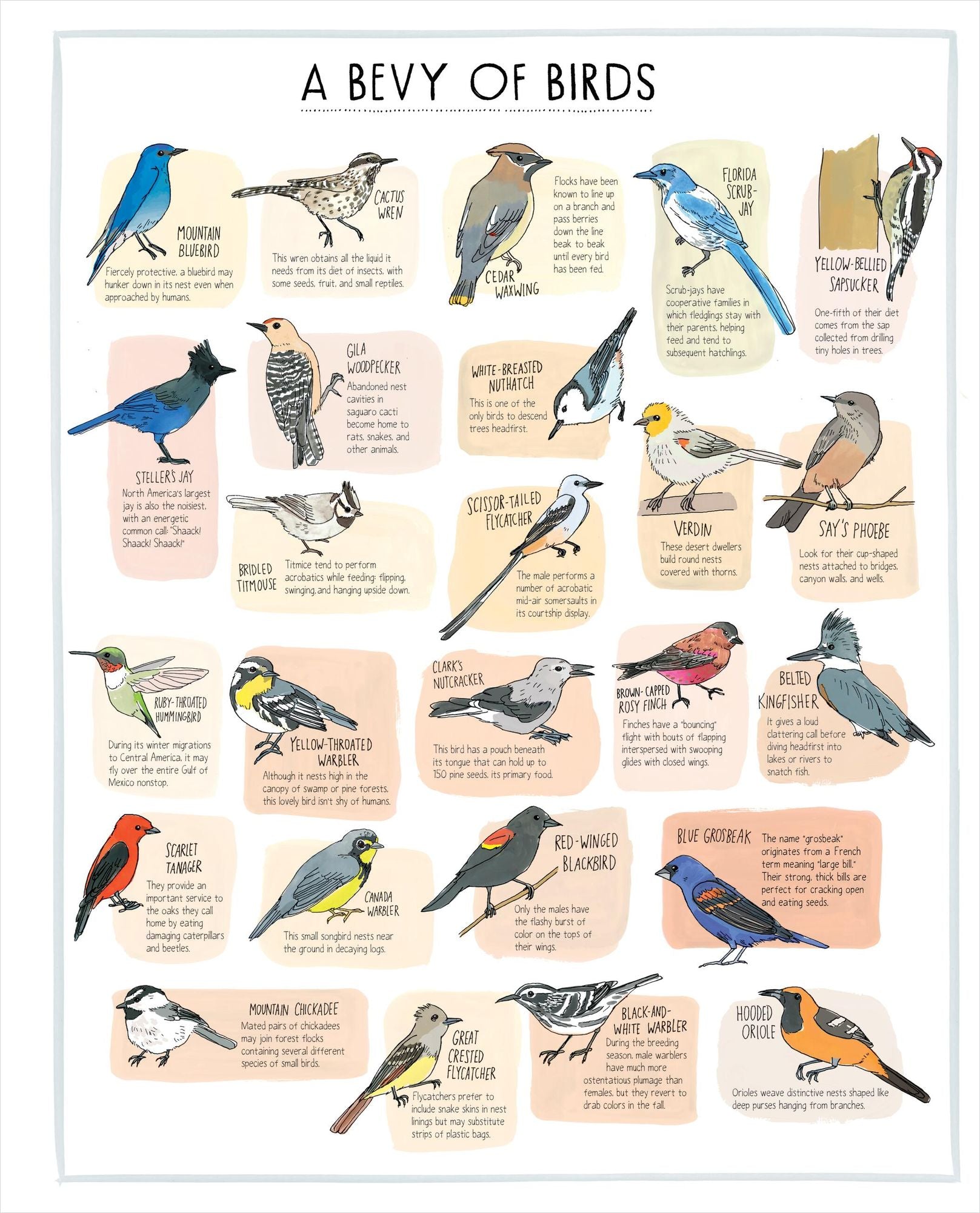 Nature Anatomy Posters: 28 Pull-Out Prints That Celebrate the Wonders of the Natural World
