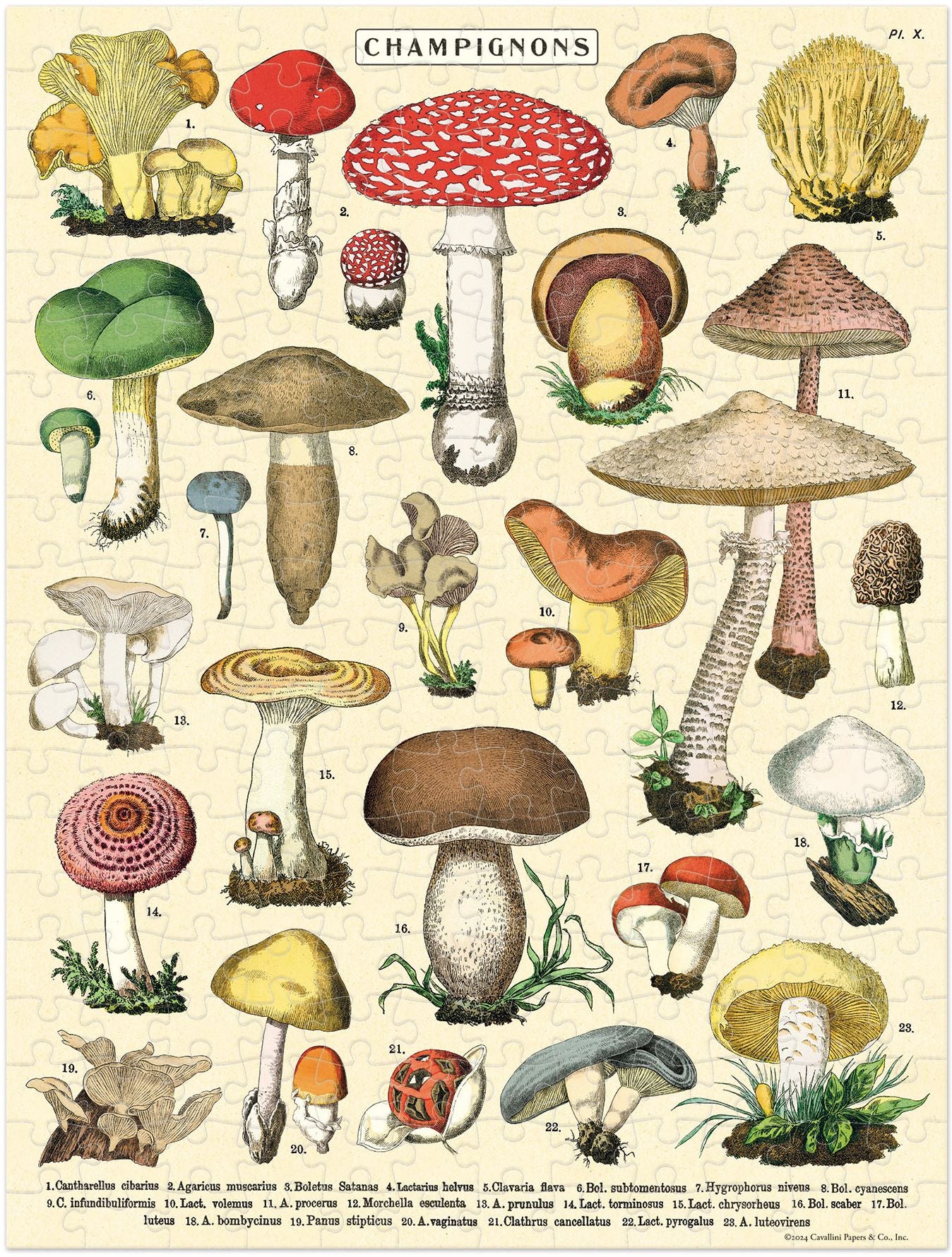 Mushrooms 240 Piece Mini Puzzle