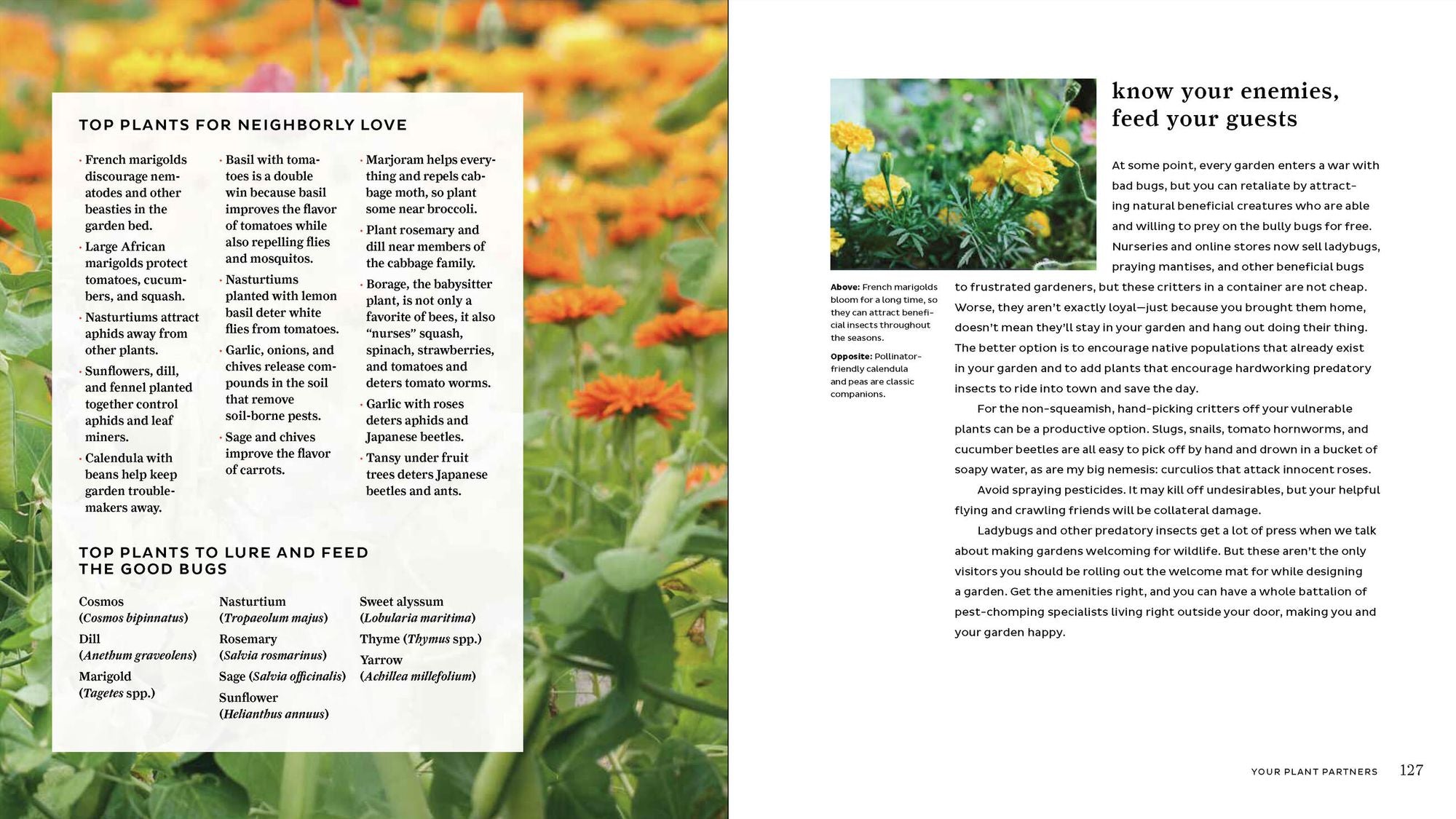 The Garden Refresh: How to Give Your Yard Big Impact on a Small Budget