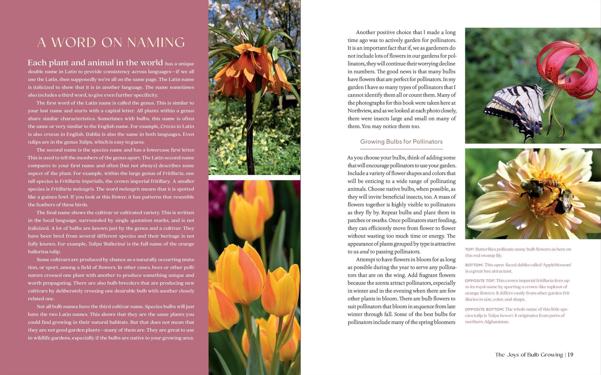 The Essential Guide to Bulbs: Grow a Bounty of Beautiful Bulbs in Gardens and Containers