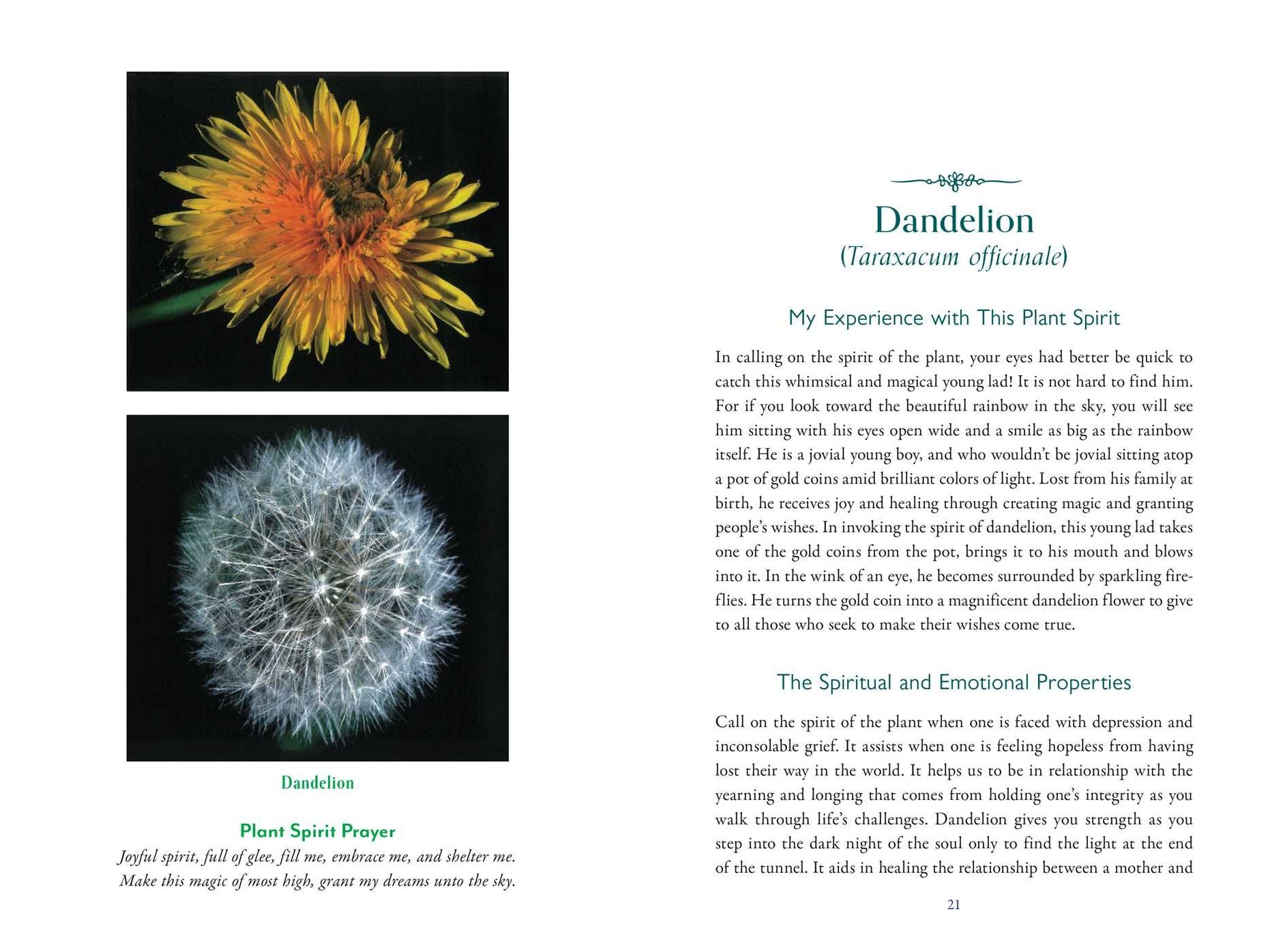 The Divine Nature of Plants: A Medical Intuitive's Guide to Plant Spirit Medicine