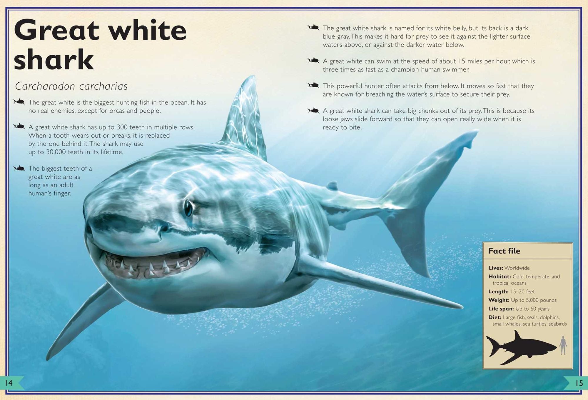 The Magnificent Book of Sharks