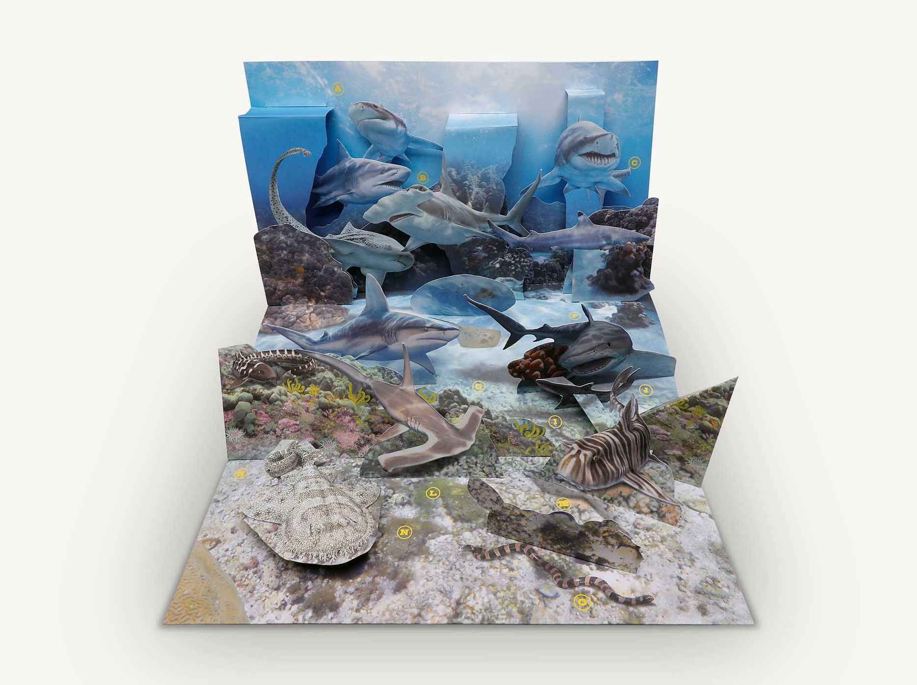 Shark World: A 3-D Pop-Up Book