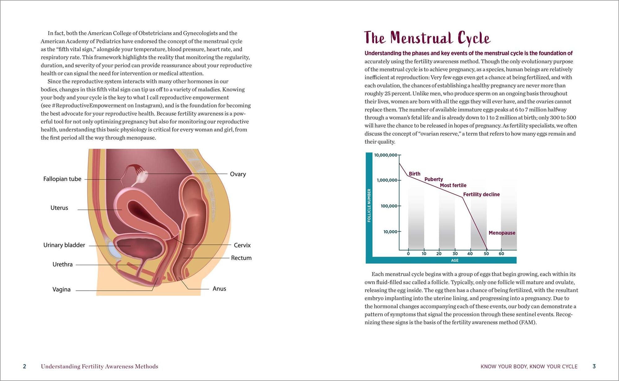 Understanding Fertility Awareness Methods: Gaining Control of Your Fertility