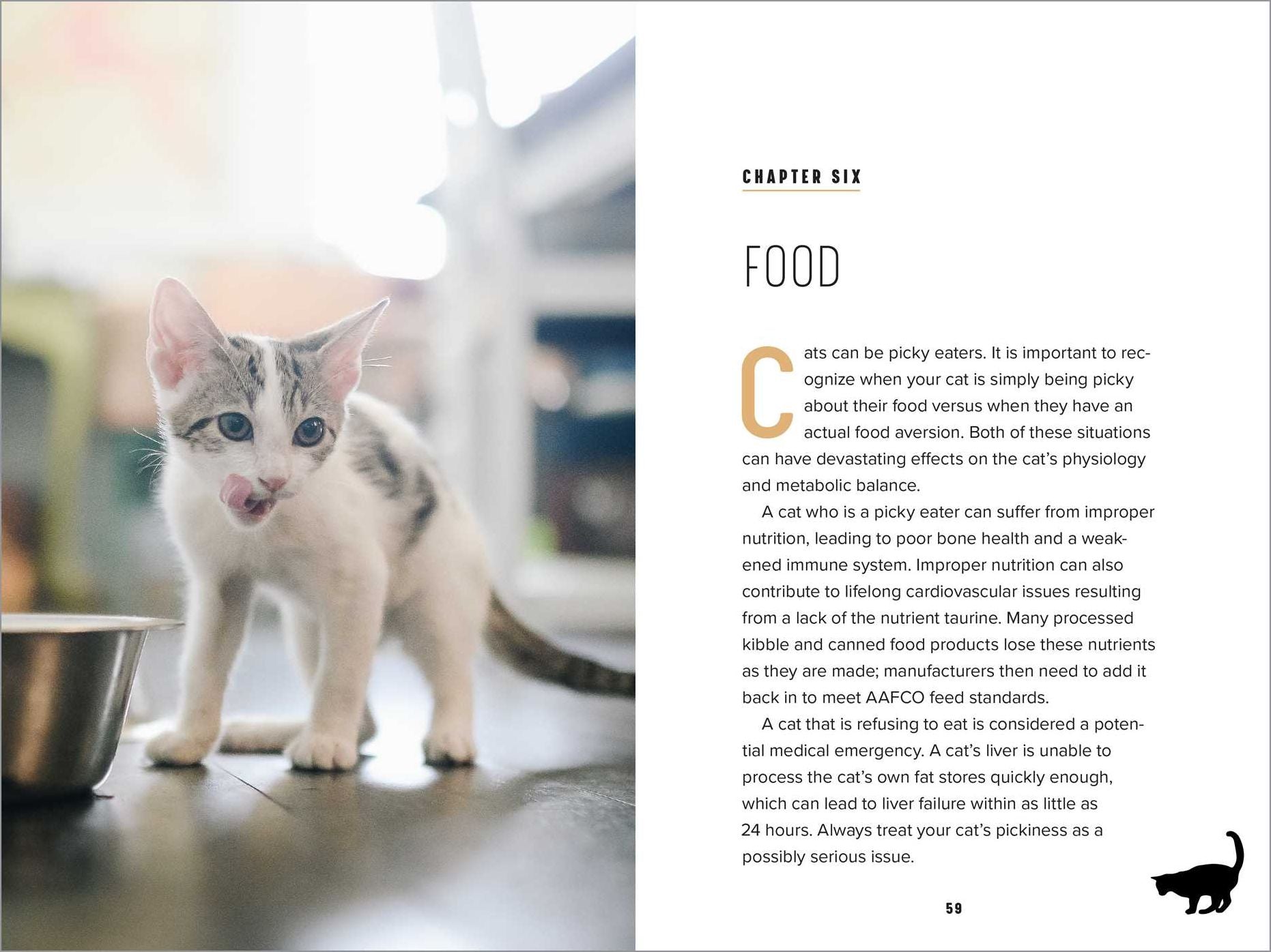Understanding Cat Behavior: A Compassionate Guide to Training and Communication