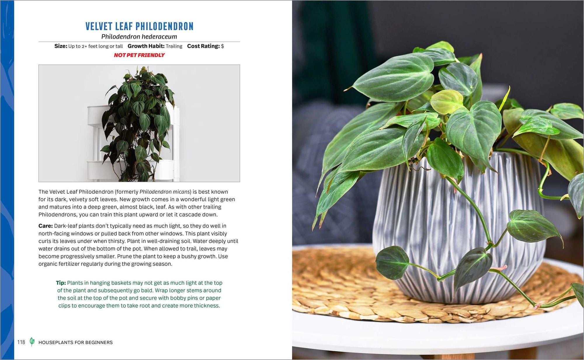 Houseplants for Beginners: A Practical Guide to Choosing, Growing, and Helping Your Plants Thrive
