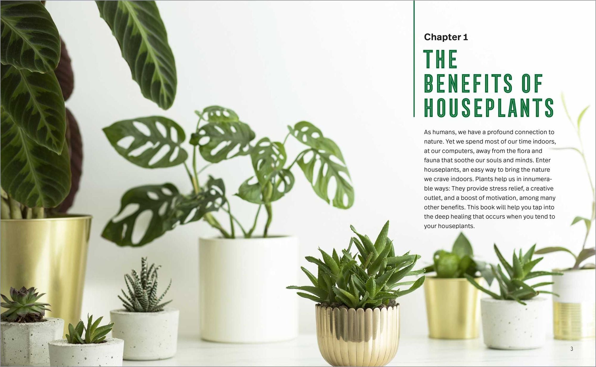 Houseplants for Beginners: A Practical Guide to Choosing, Growing, and Helping Your Plants Thrive