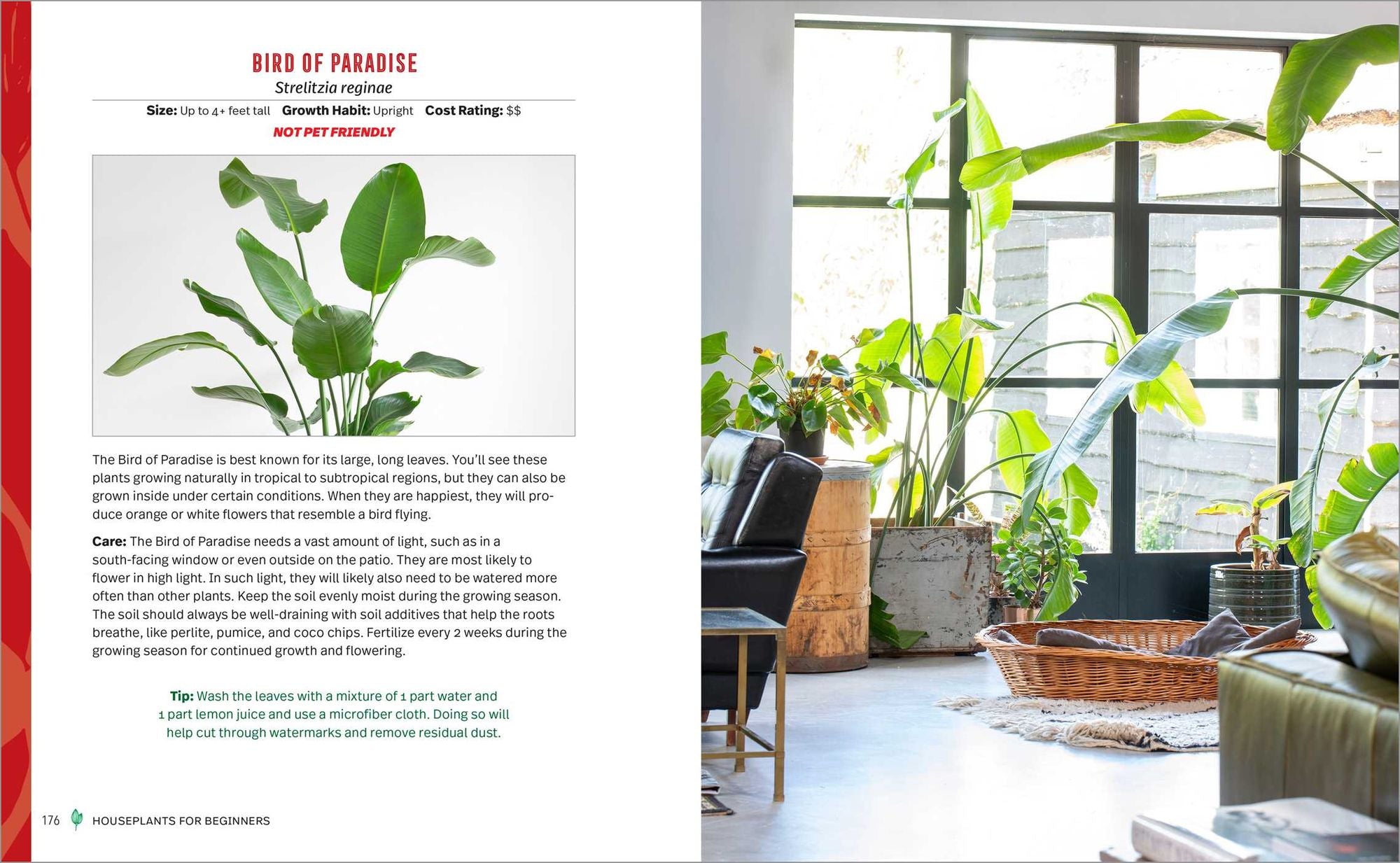 Houseplants for Beginners: A Practical Guide to Choosing, Growing, and Helping Your Plants Thrive
