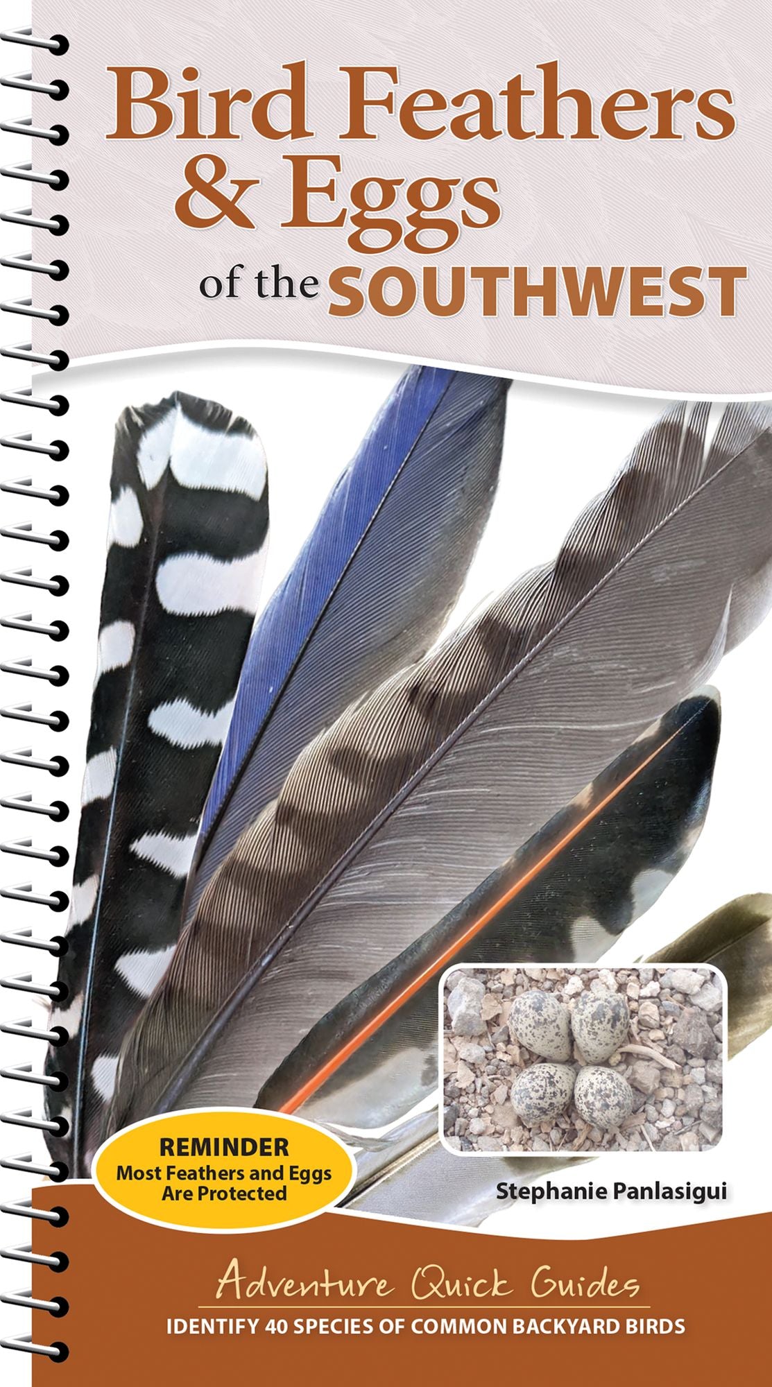 Bird Feathers & Eggs of the Southwest: Identify 40 Species of Common Backyard Birds