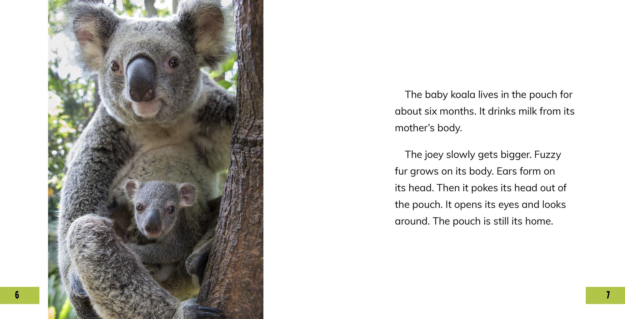 All About Baby Koalas
