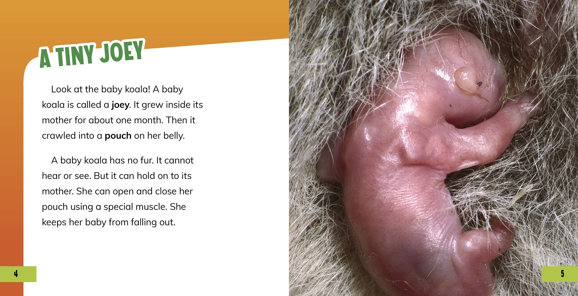 All About Baby Koalas