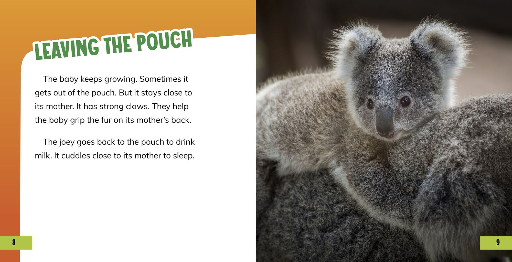 All About Baby Koalas