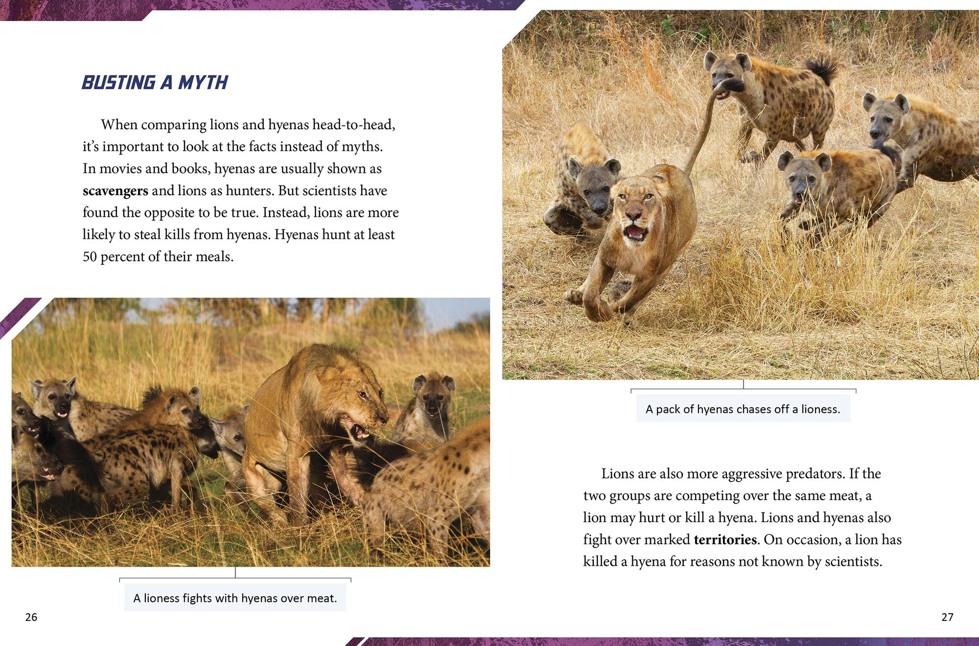 Lion vs. Hyena