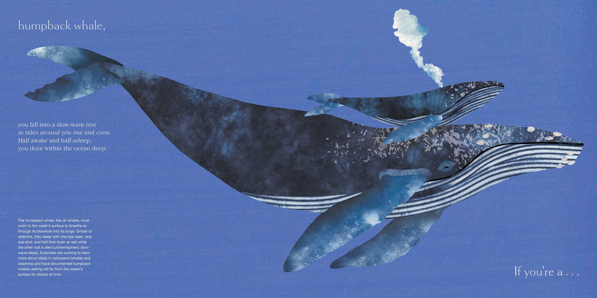 Sleepy: Surprising Ways Animals Snooze