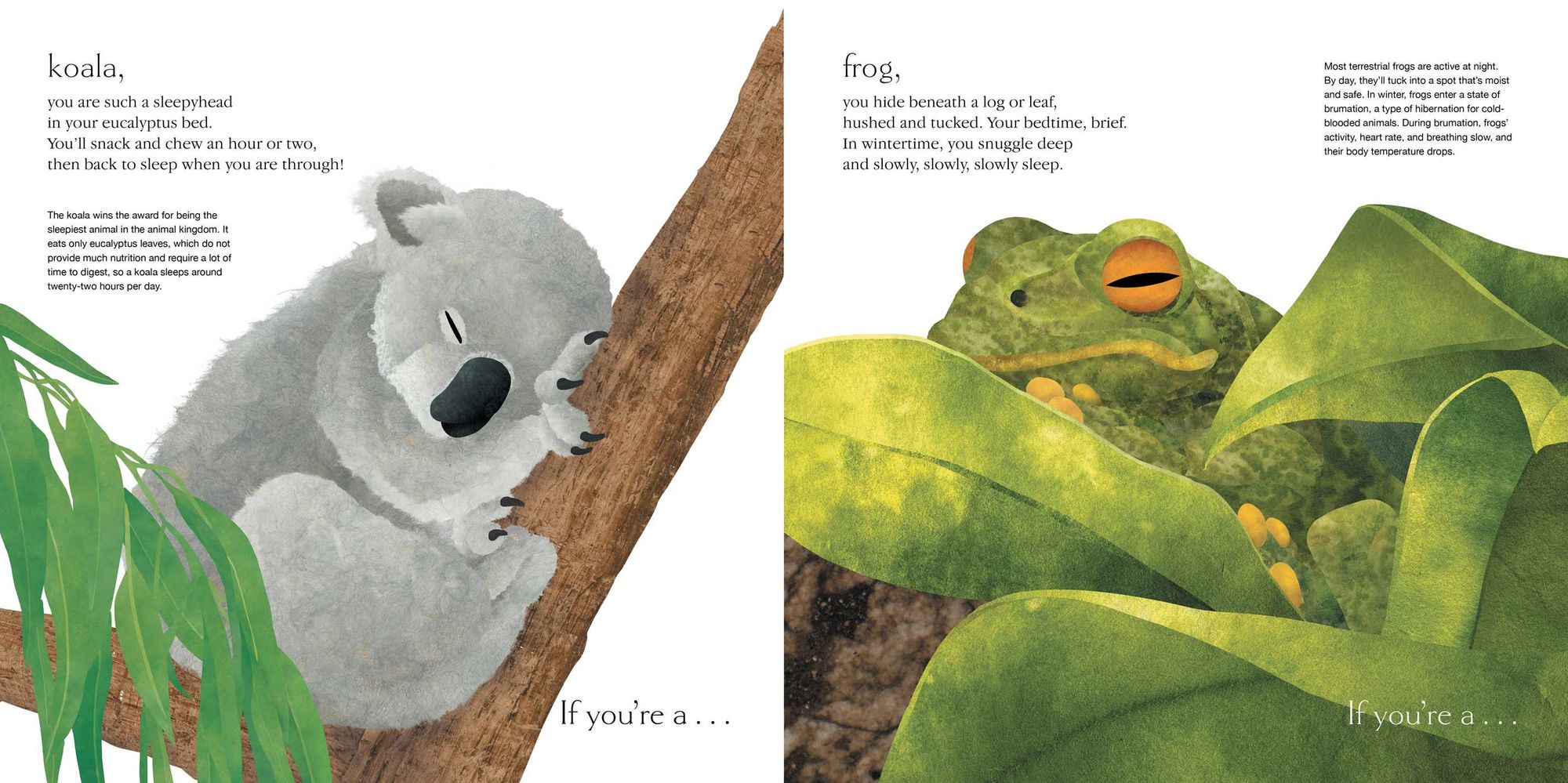 Sleepy: Surprising Ways Animals Snooze