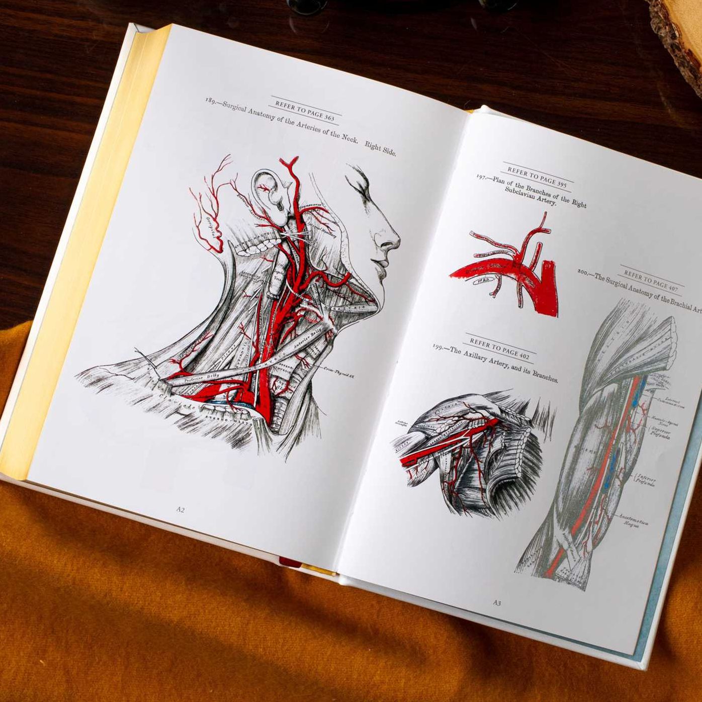 Gray's Anatomy: Anatomy Descriptive and Surgical