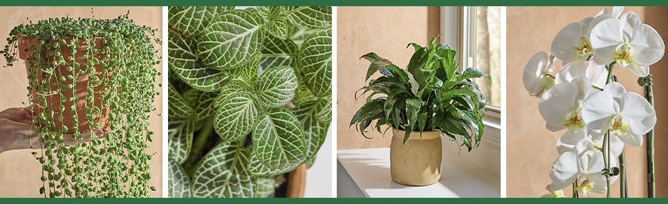 For the Love of Houseplants: Caring for & Keeping Plants with Confidence