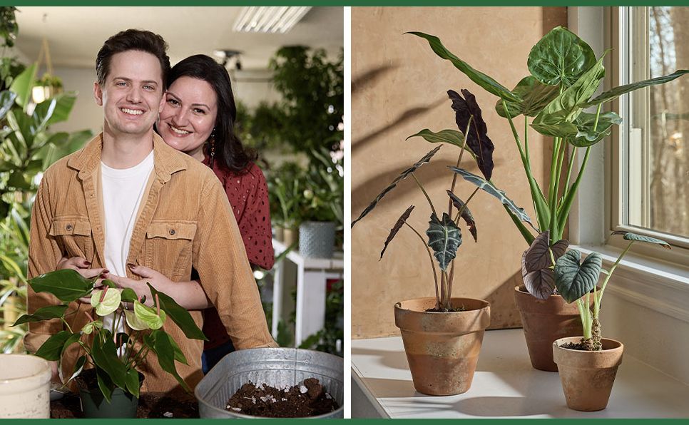 For the Love of Houseplants: Caring for & Keeping Plants with Confidence