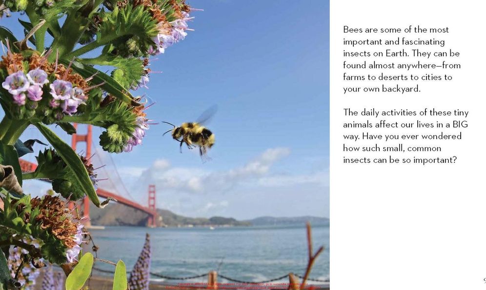 Next Time You See a Bee