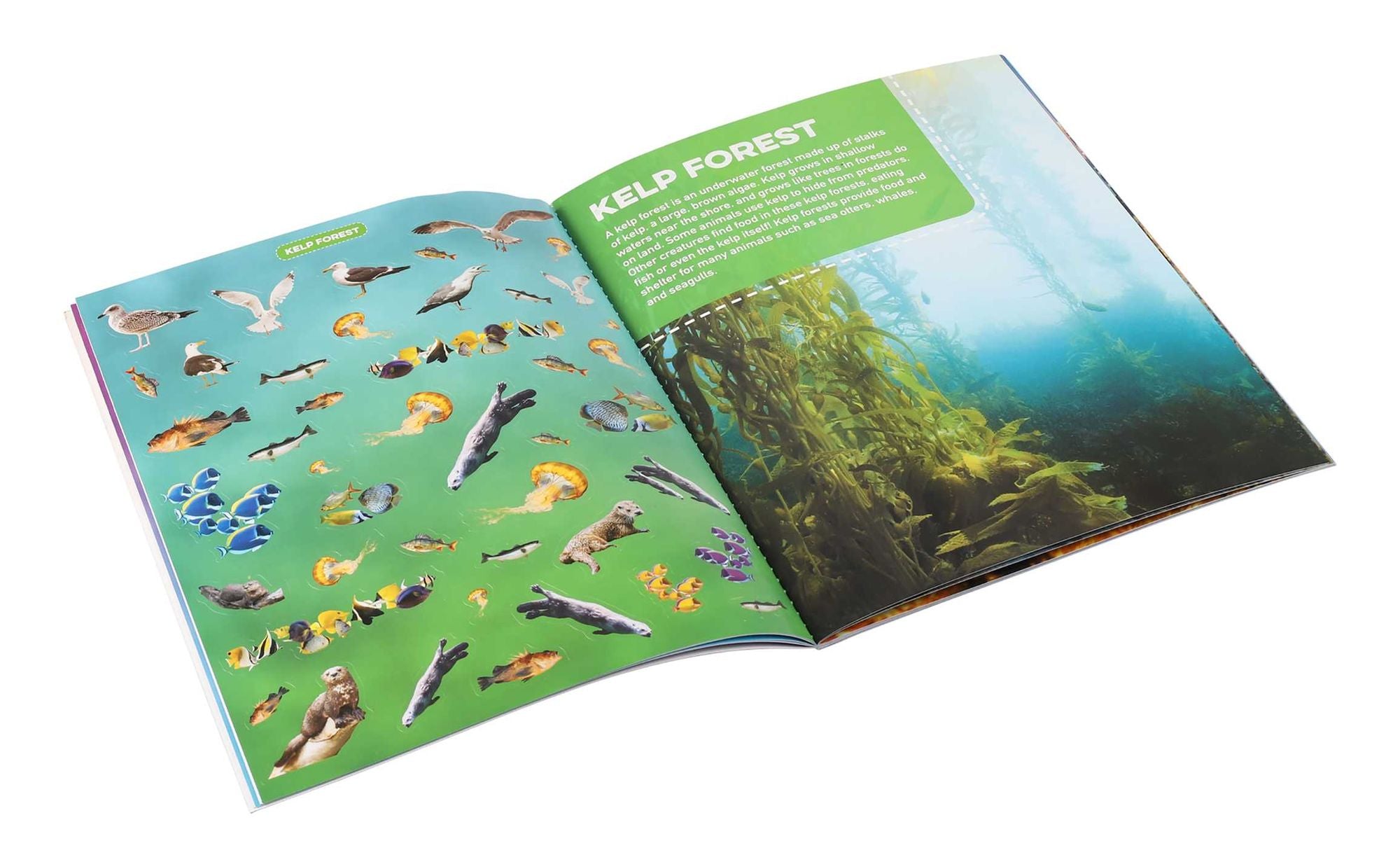 Discovery Real Life Sticker Book: Ocean