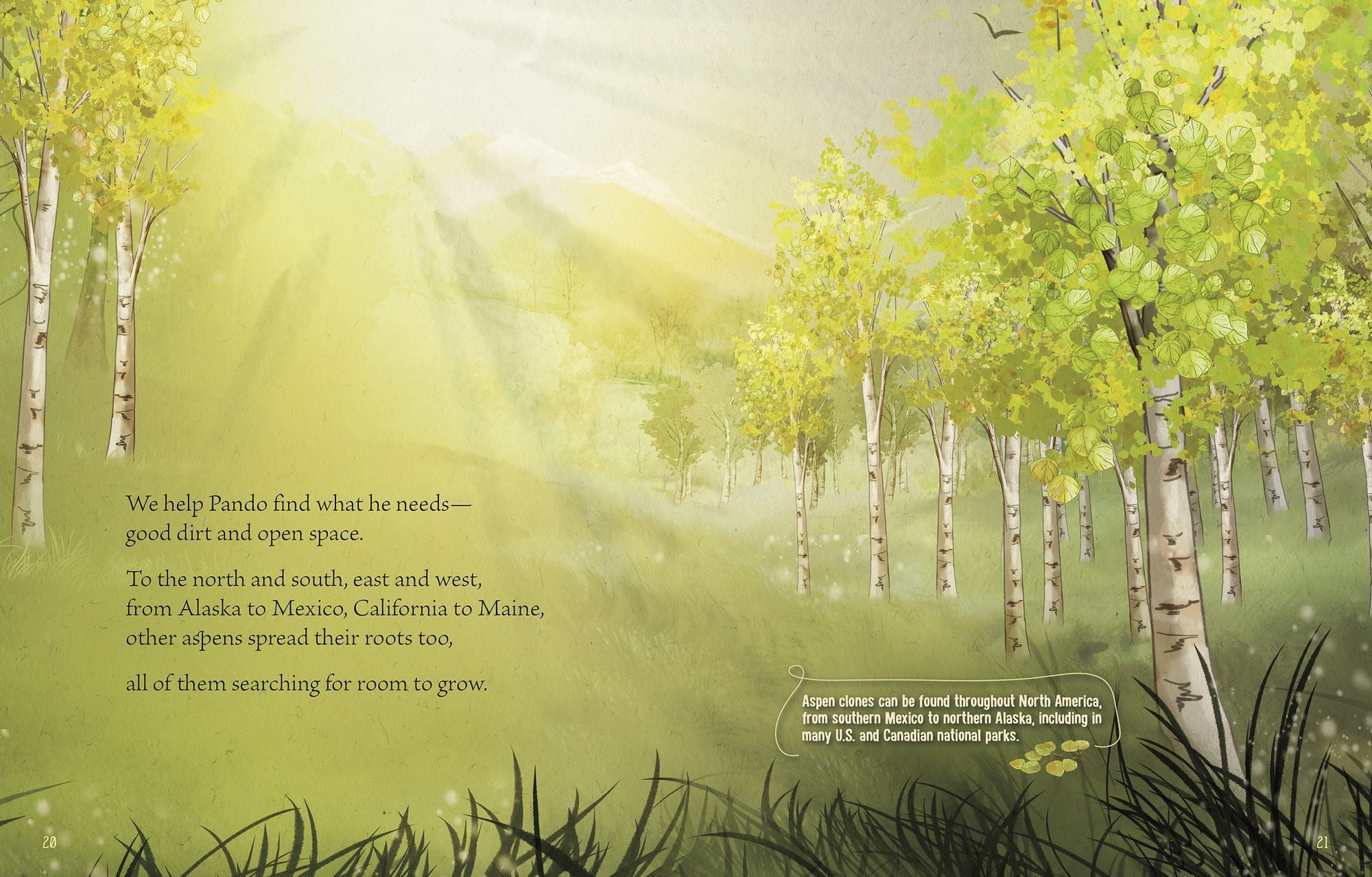 Pando: A Living Wonder of Trees