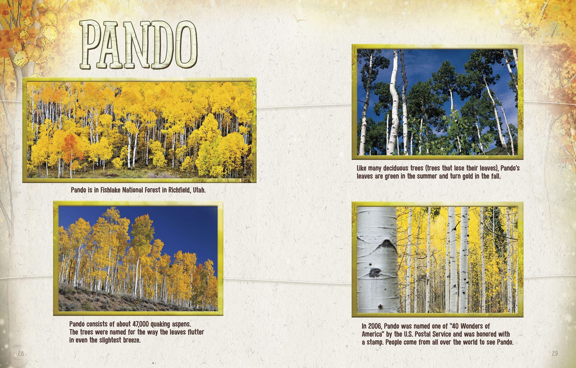 Pando: A Living Wonder of Trees