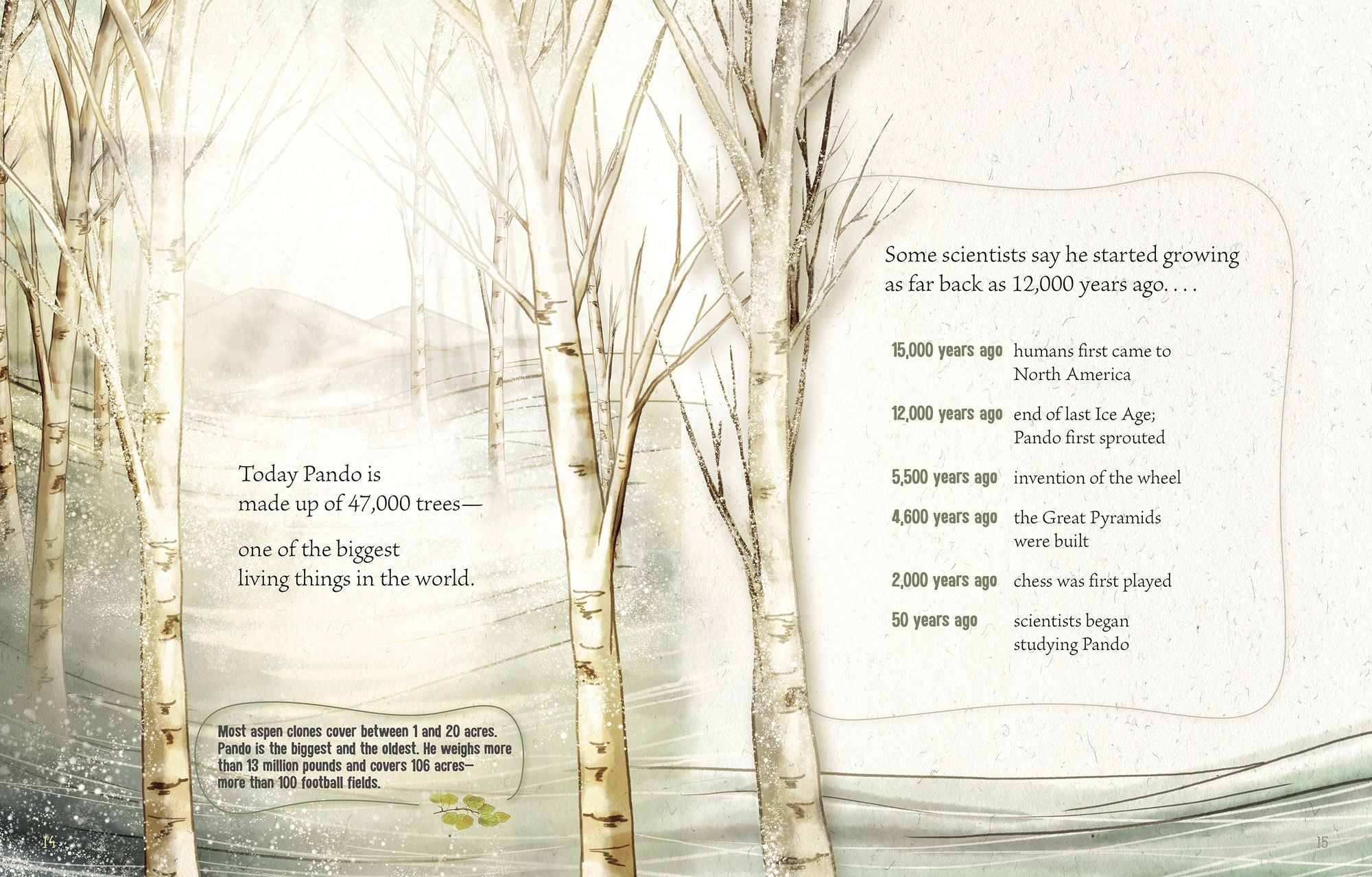 Pando: A Living Wonder of Trees