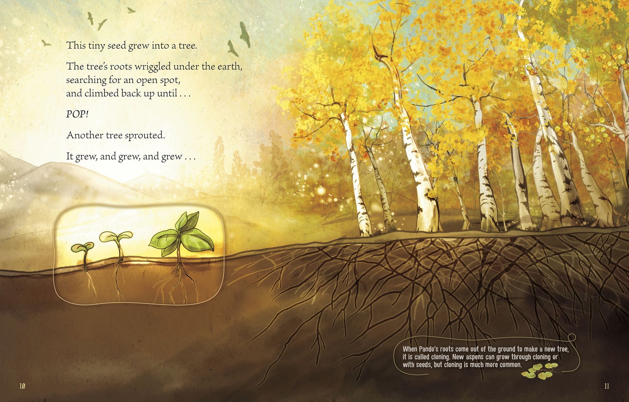 Pando: A Living Wonder of Trees