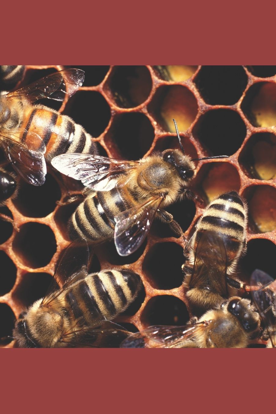 The Beekeeper Lady: Memoir of Martha Pemberton+ A.K.A. "Matt King"