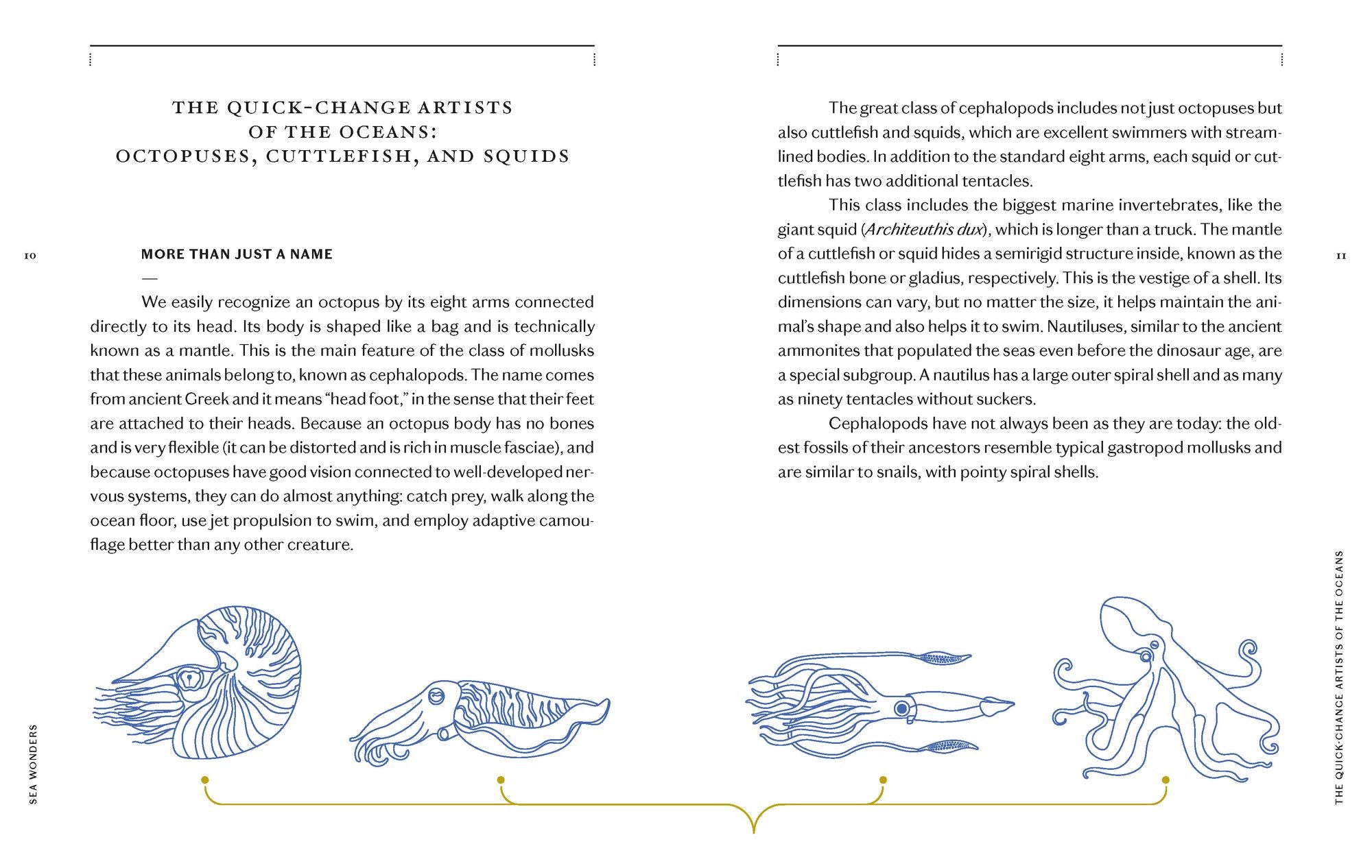 Sea Wonders: The Octopus, the Cuttlefish, and the Squid