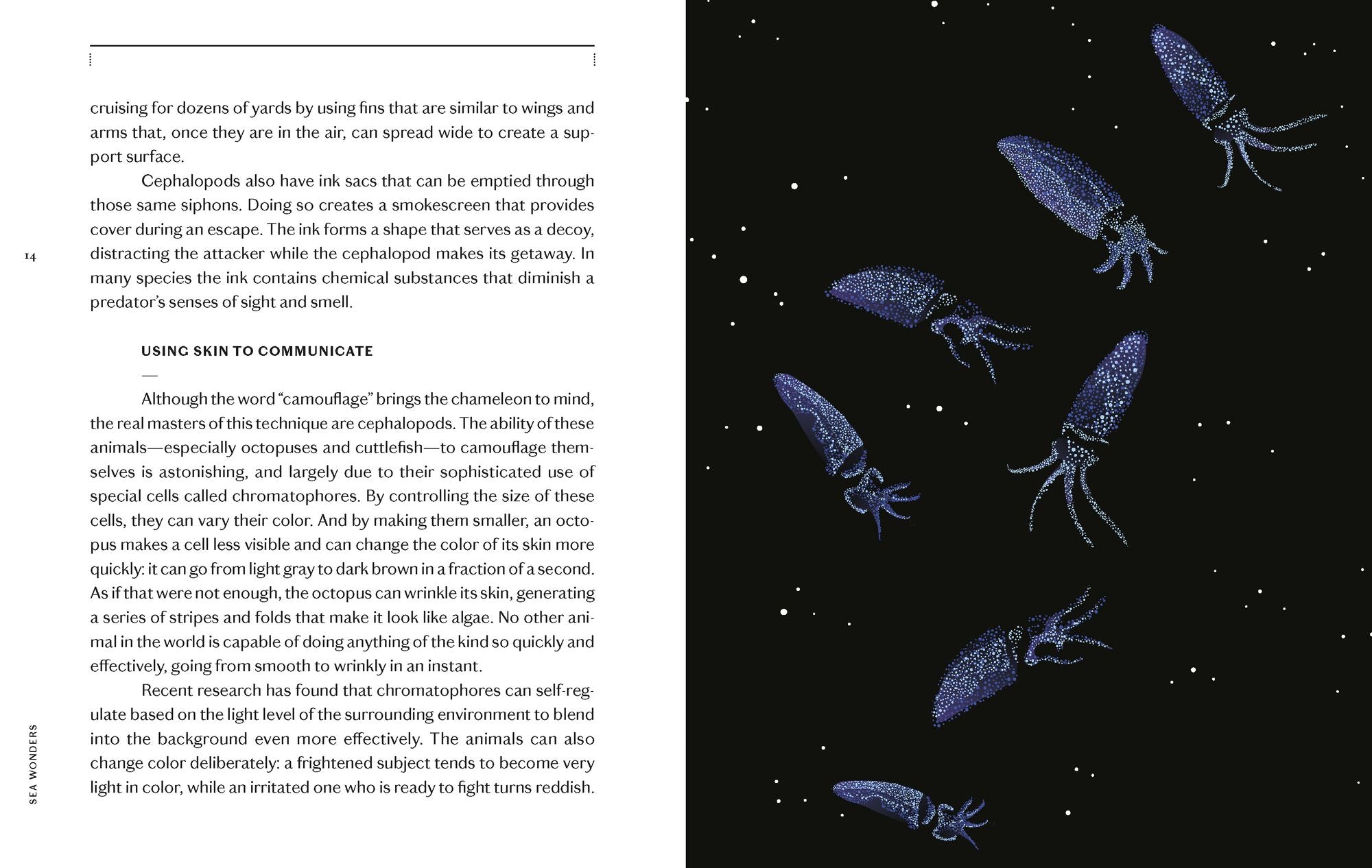 Sea Wonders: The Octopus, the Cuttlefish, and the Squid