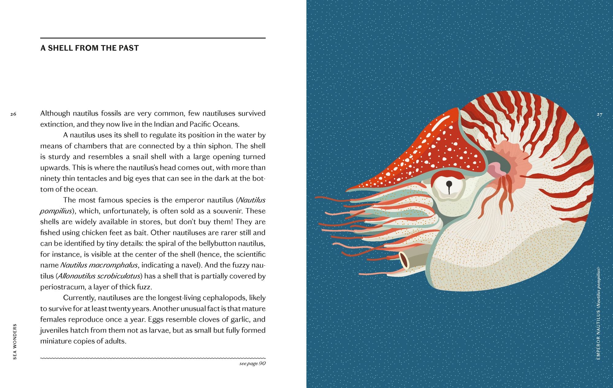 Sea Wonders: The Octopus, the Cuttlefish, and the Squid