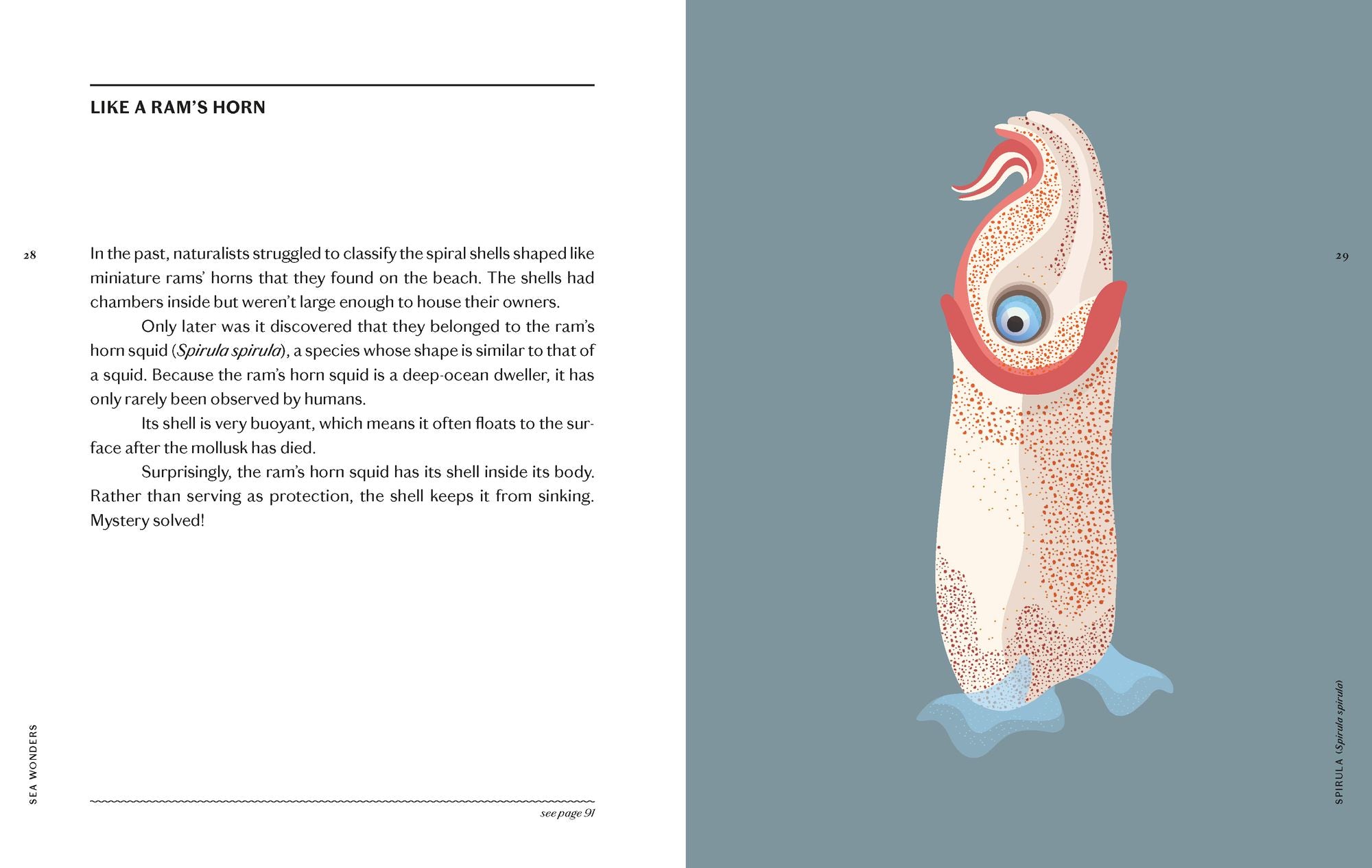 Sea Wonders: The Octopus, the Cuttlefish, and the Squid