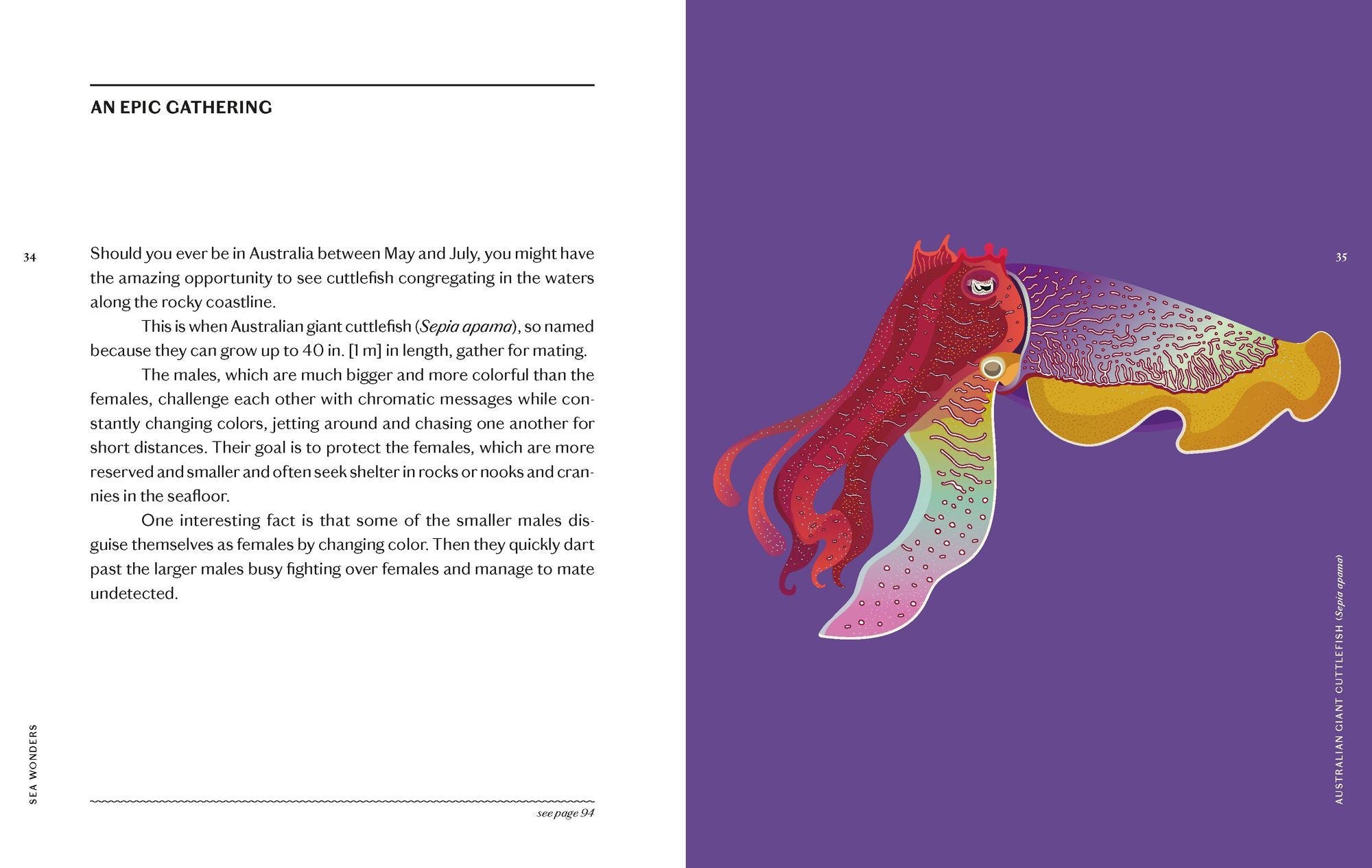 Sea Wonders: The Octopus, the Cuttlefish, and the Squid