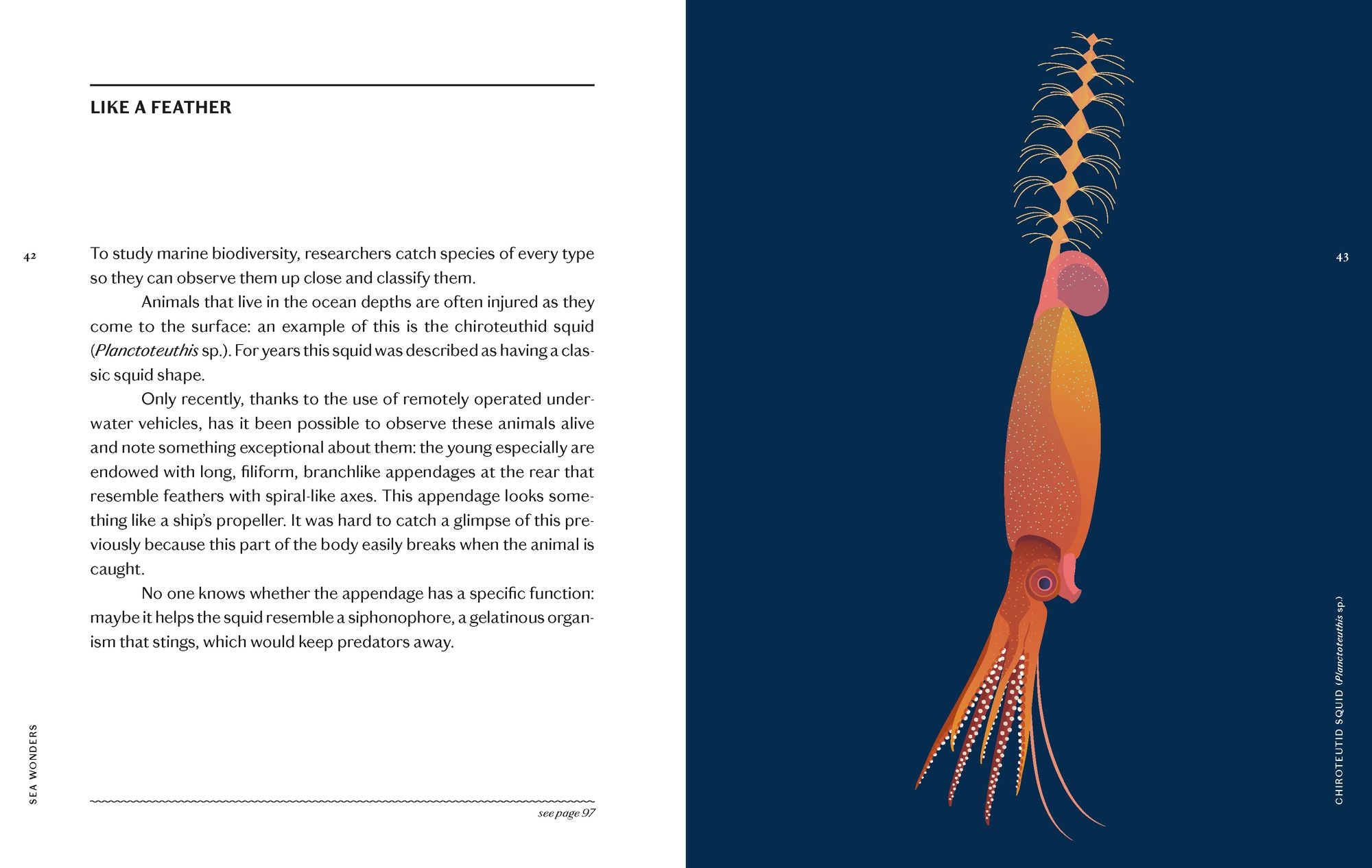 Sea Wonders: The Octopus, the Cuttlefish, and the Squid
