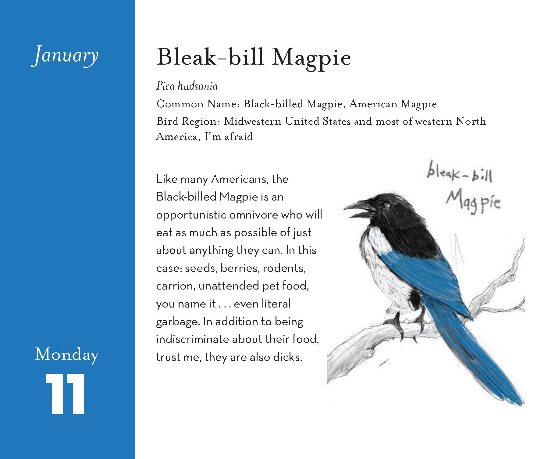 2027 The Field Guide to Dumb Birds Daily Calendar