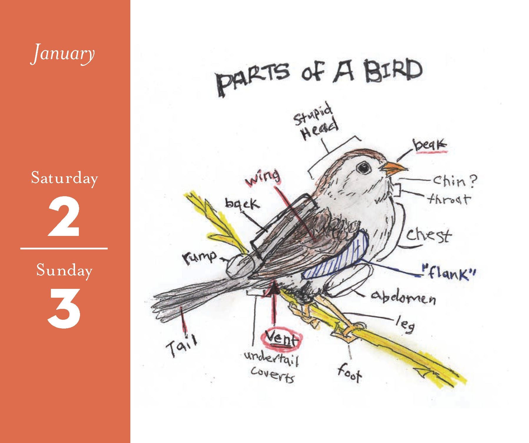2027 The Field Guide to Dumb Birds Daily Calendar