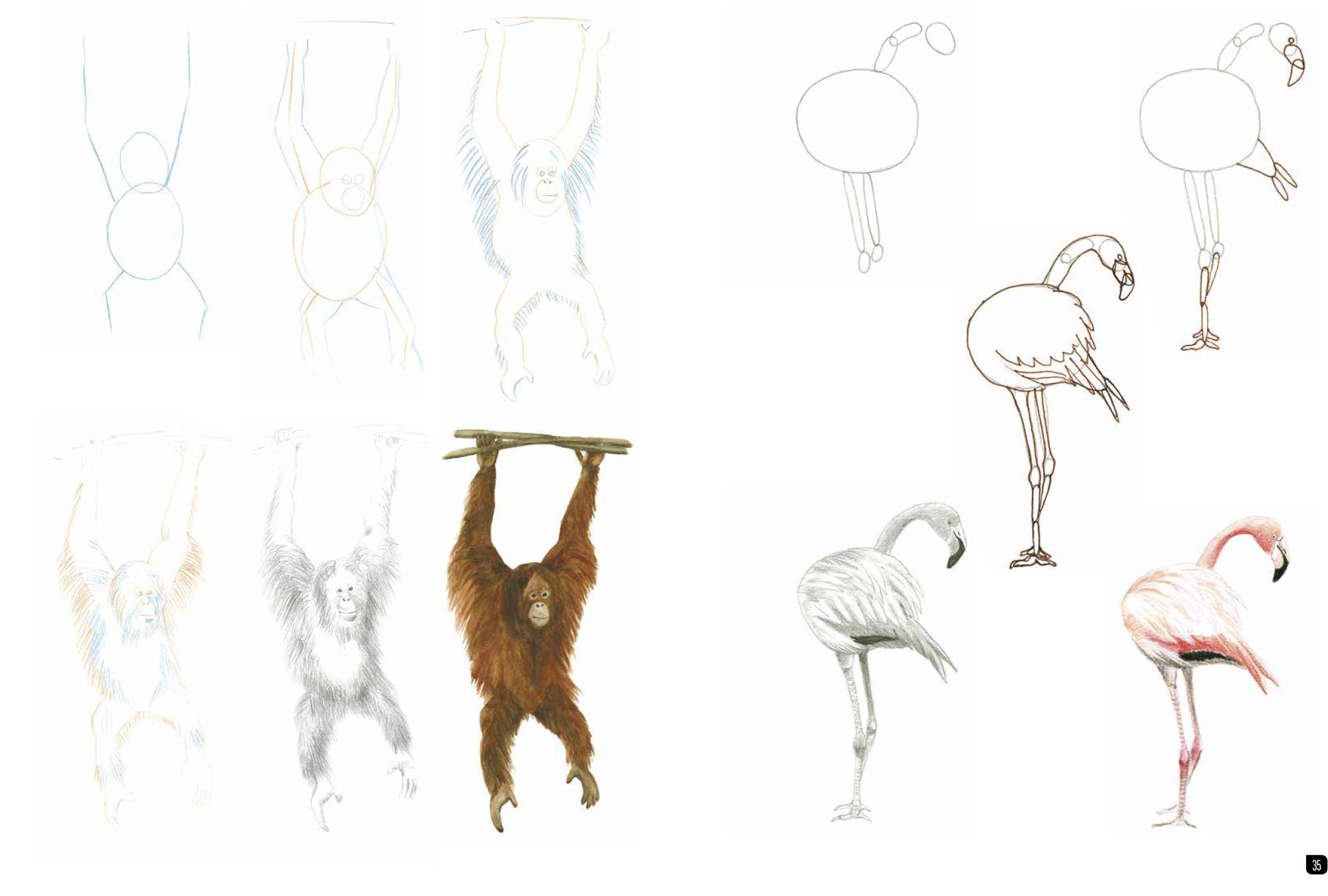 Draw 100: Animals: From basic shapes to amazing drawings in super-easy steps