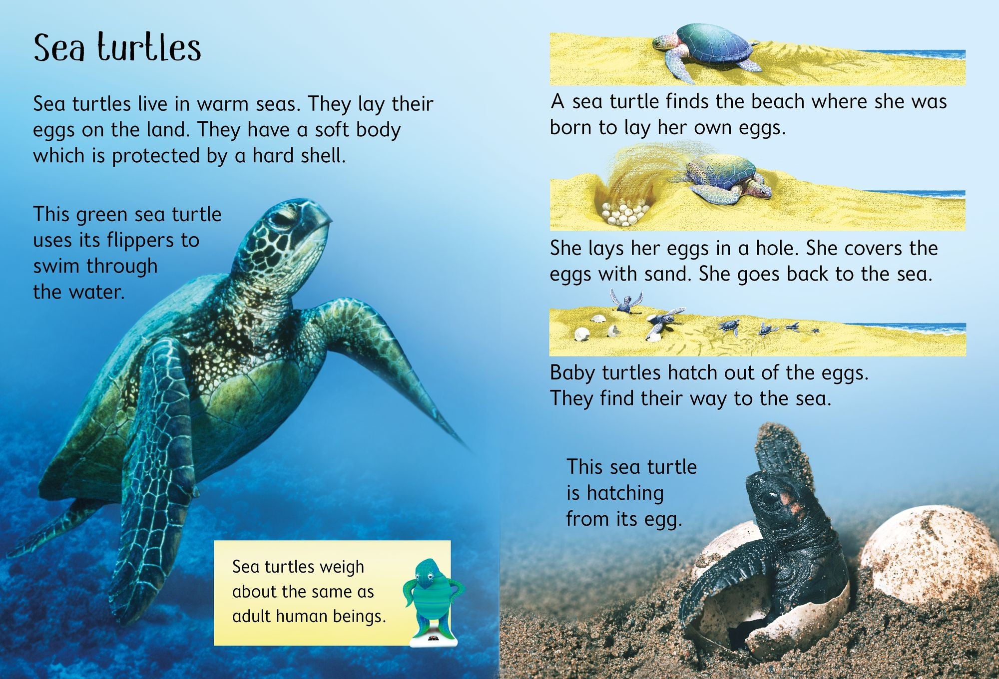 Under the Sea (Usborne Beginners)