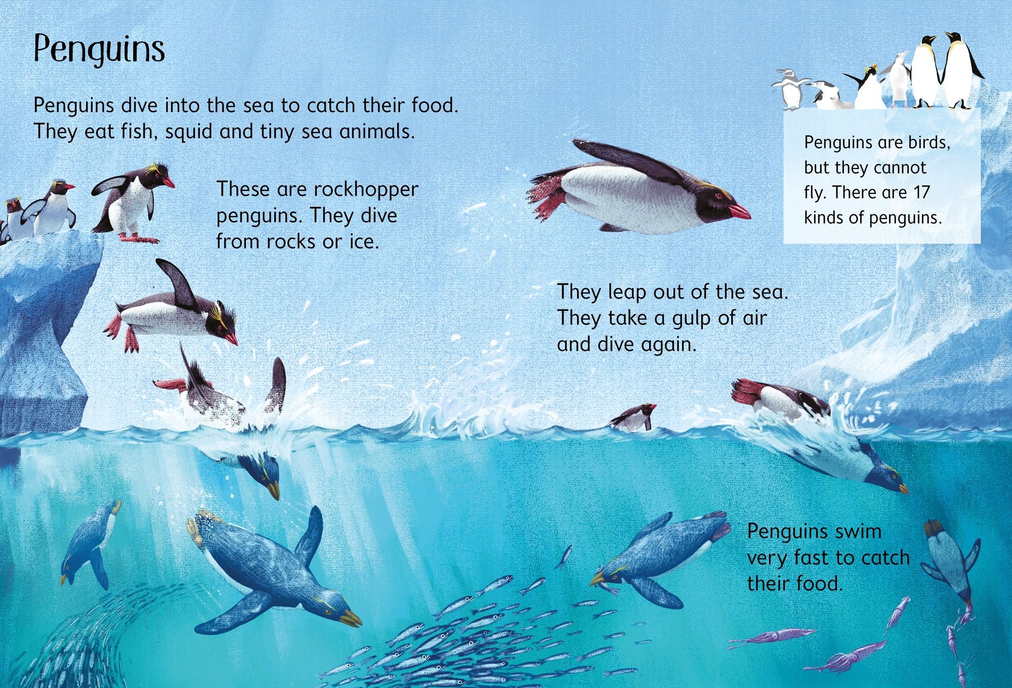 Under the Sea (Usborne Beginners)
