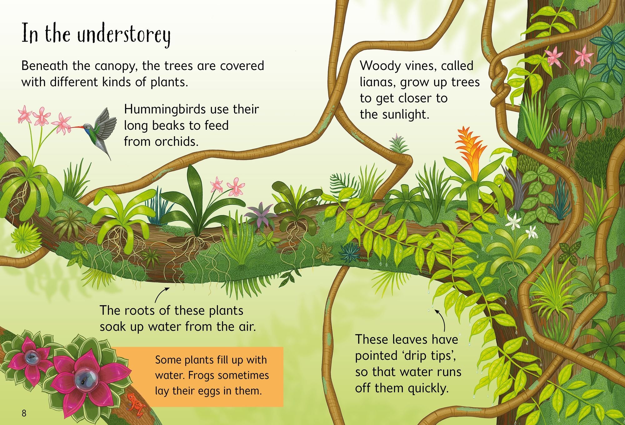 Rainforests (Usborne Beginners)