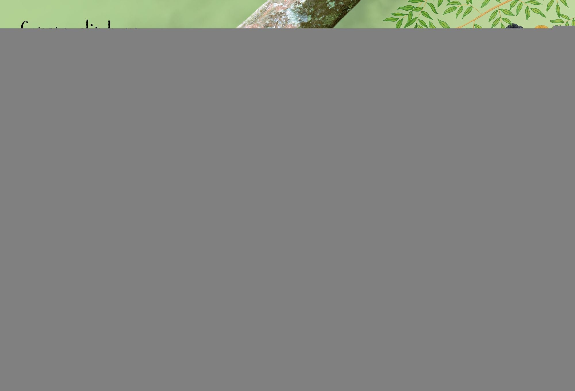 Rainforests (Usborne Beginners)