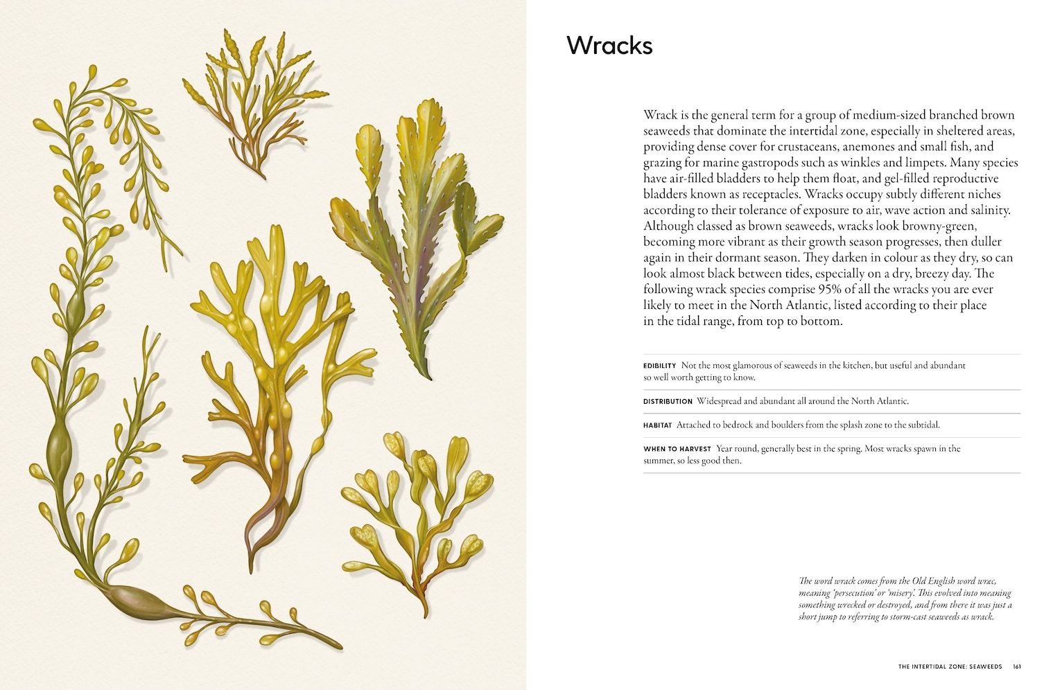 The Coastal Forager: A Guide to the Edible Opportunities of Our Amazing Coastlines