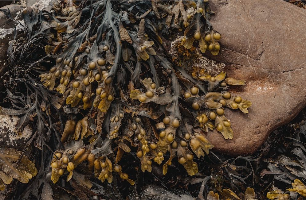The Coastal Forager: A Guide to the Edible Opportunities of Our Amazing Coastlines