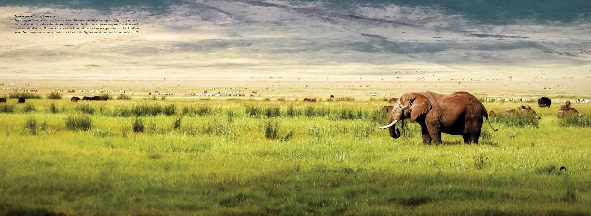 The Wild: The World's Most Spectacular Untamed Places